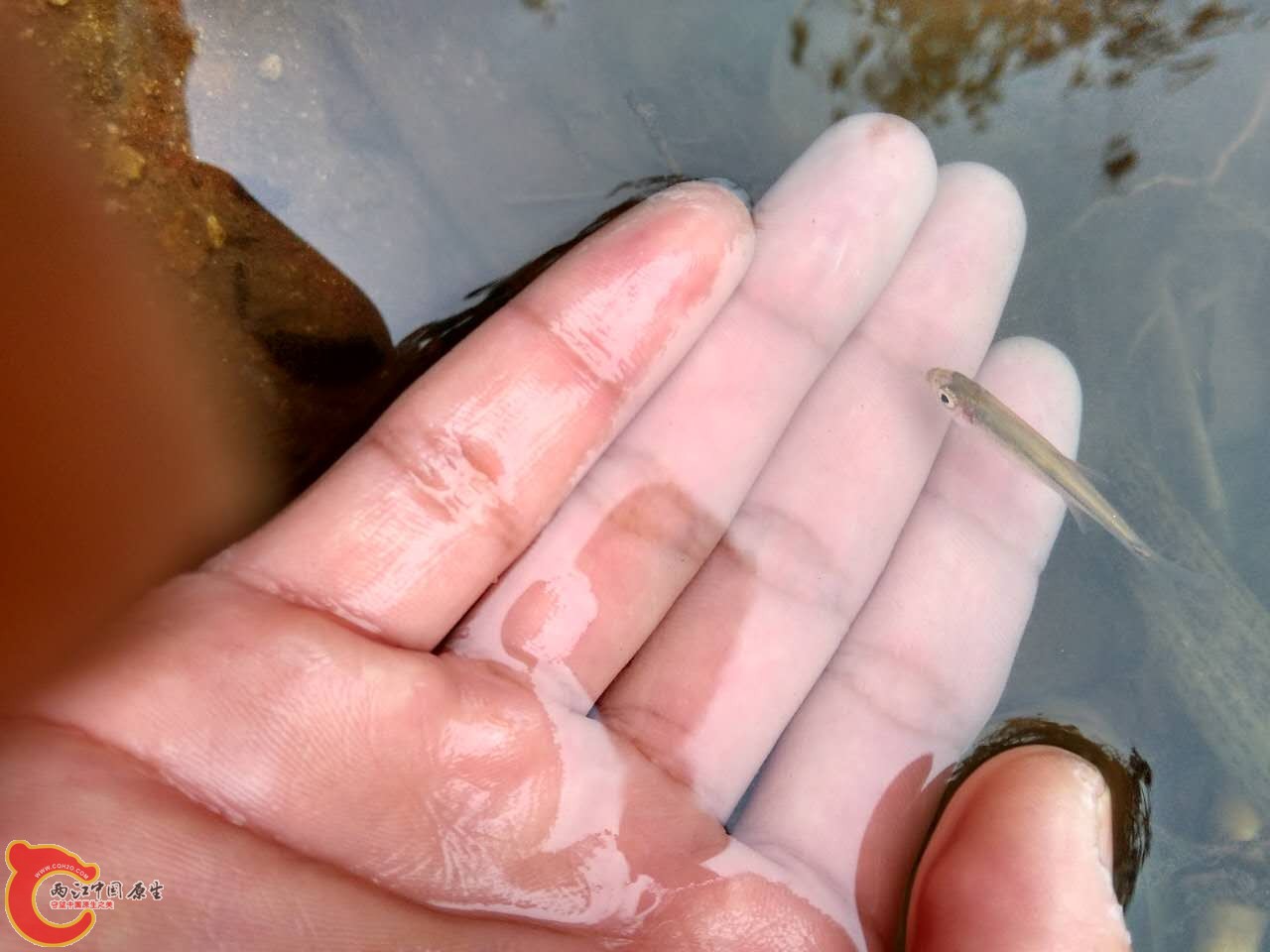 采集完毕，把小的都放生