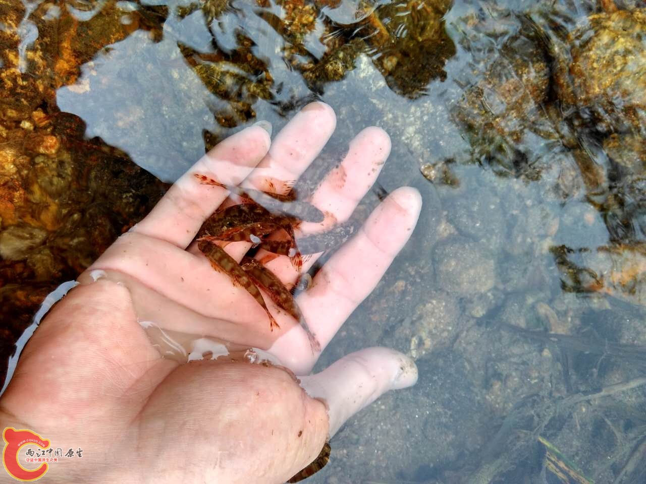 拍完放生