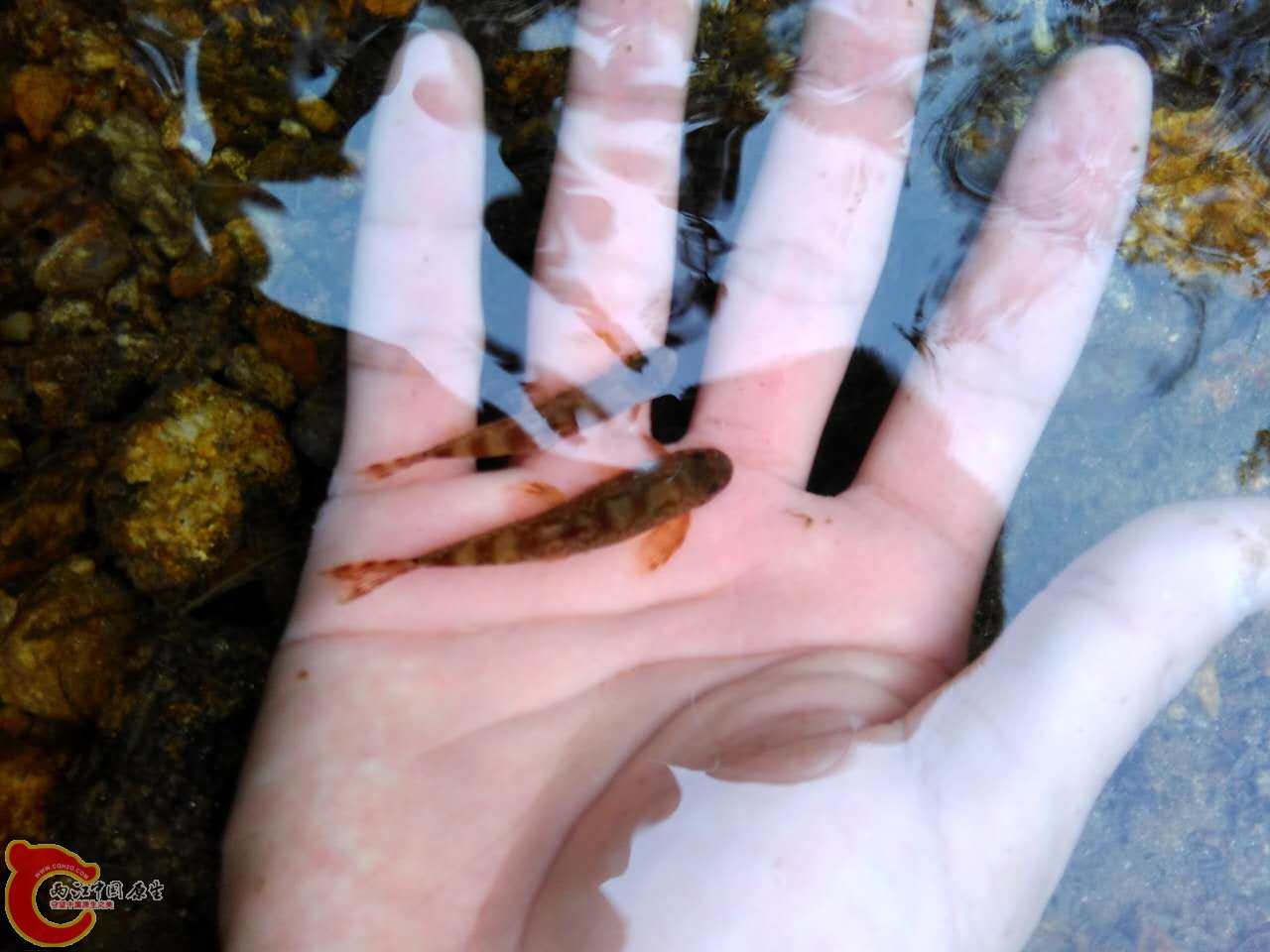 慢慢的游走了