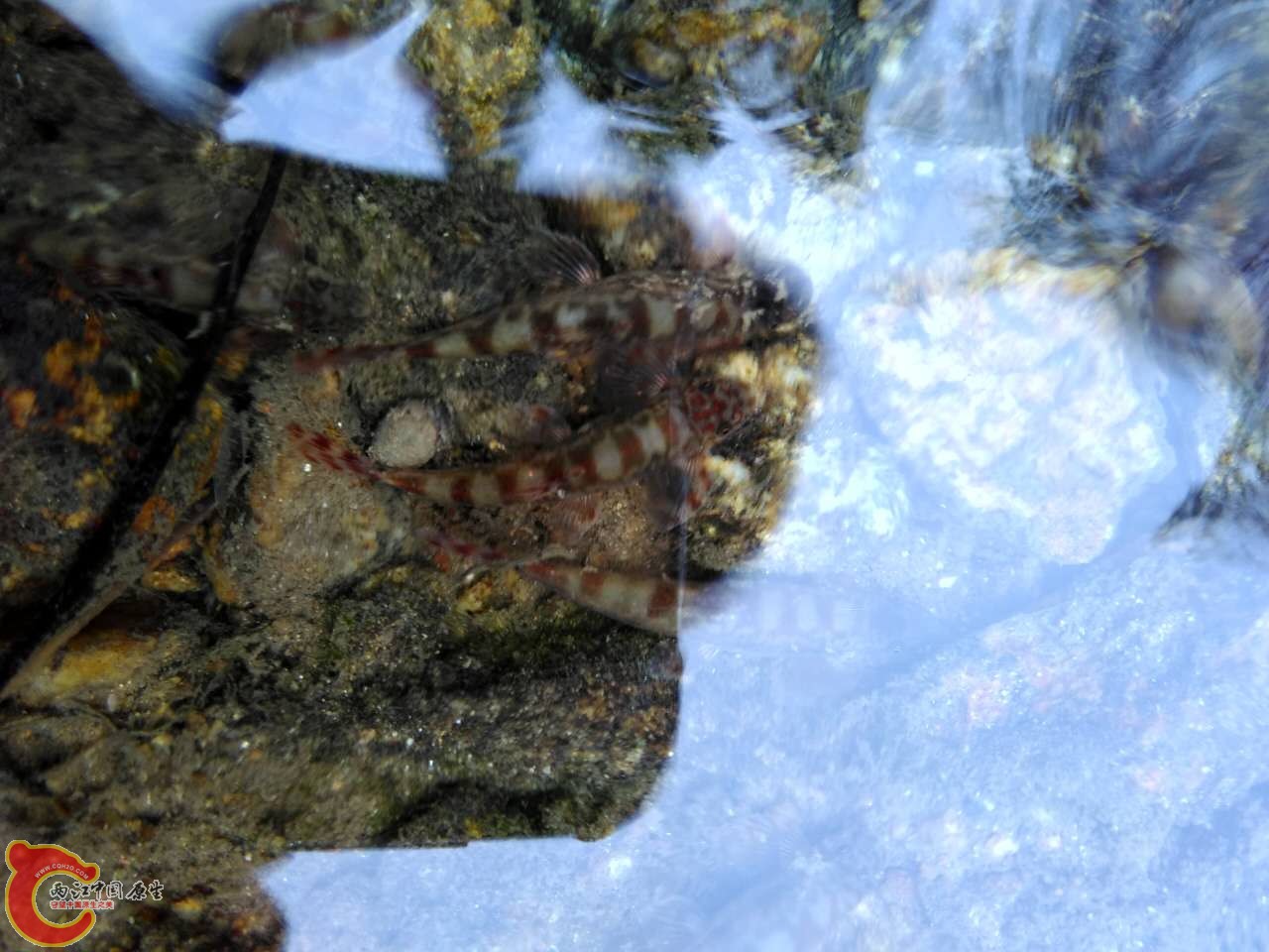 这些小生灵还是在自然中才是最漂亮的