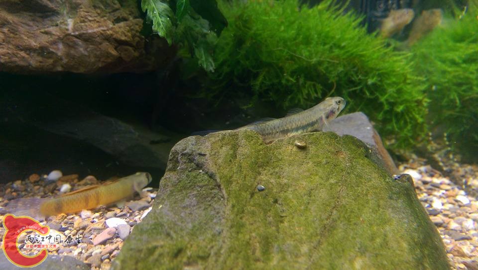 拆景的位置正好是魚隻喜歡逗留的地方