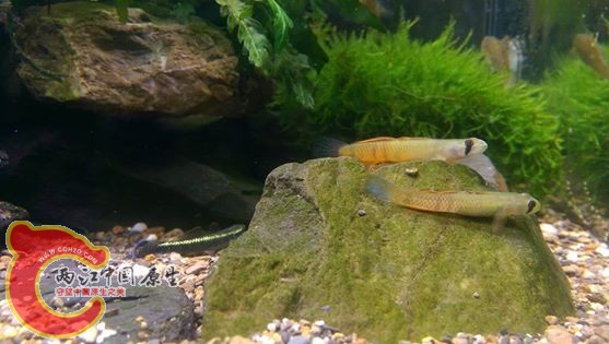 大小黃瓜難得一起拍照