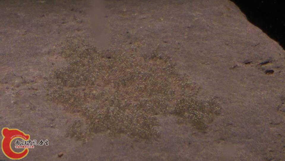 不知是巴庫還是黃瓜的卵