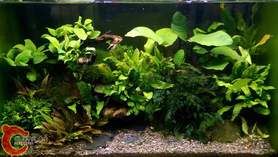 只能用照片保留原來的景