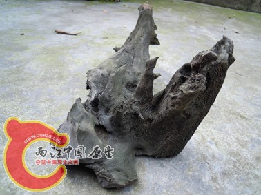 DSCN1124.jpg