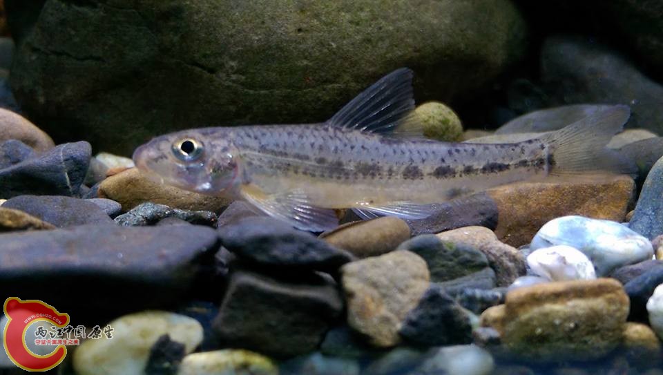 今晚剛採的小鏢鮈