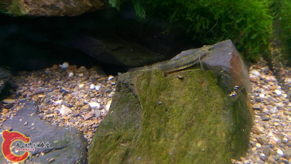 養了一段時間的母黃瓜