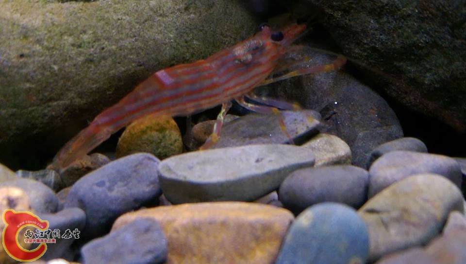 西瓜蝦~細紋沼蝦