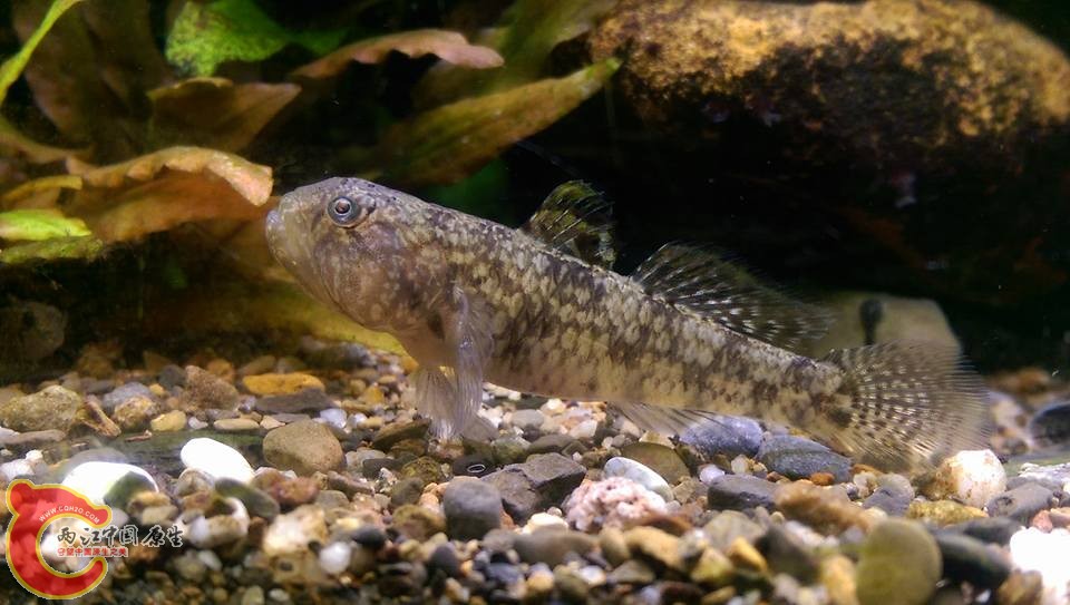 最近一直有交配跡象的大巴庫將近6公分