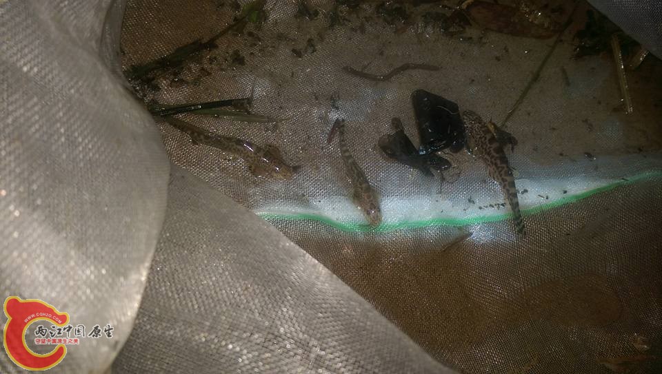 前天夜採的台灣櫻口跟台灣吻