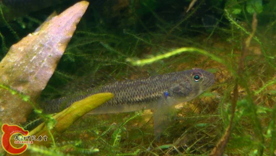 種子鯊~從小養到大