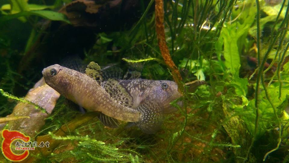 一直找雄魚共舞的母巴庫