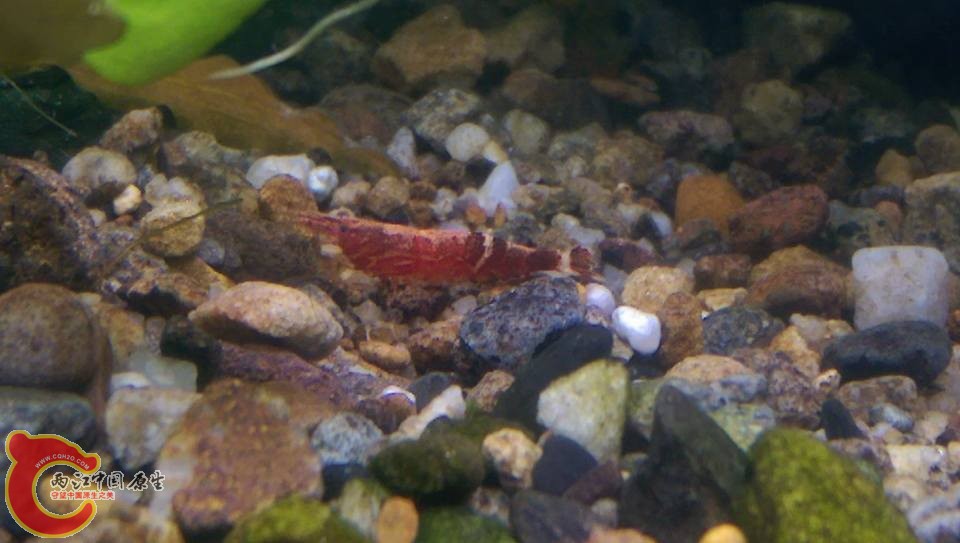 野外算是少見的貴賓米蝦