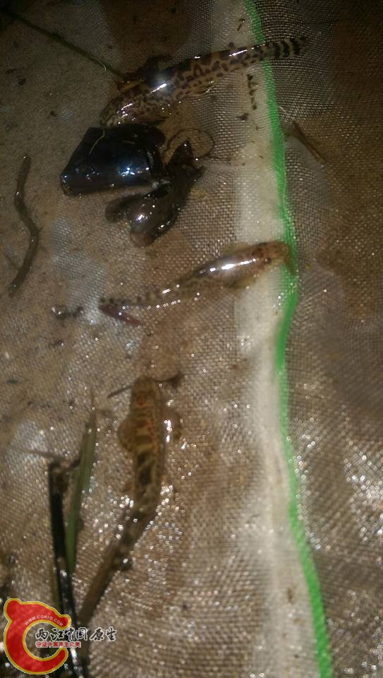 採集的櫻口台鰍