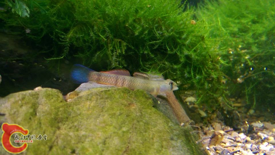 黃瓜最美的時刻