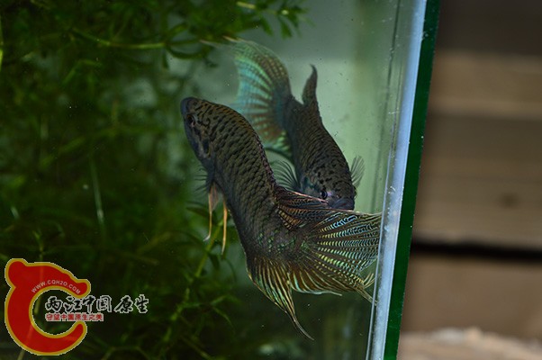DSC_0079 副本.JPG