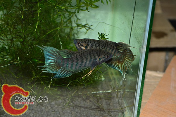 DSC_0082 副本.jpg