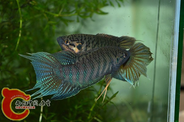 DSC_0085 副本.jpg