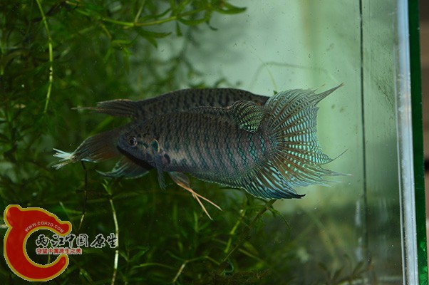 DSC_0086 副本.JPG