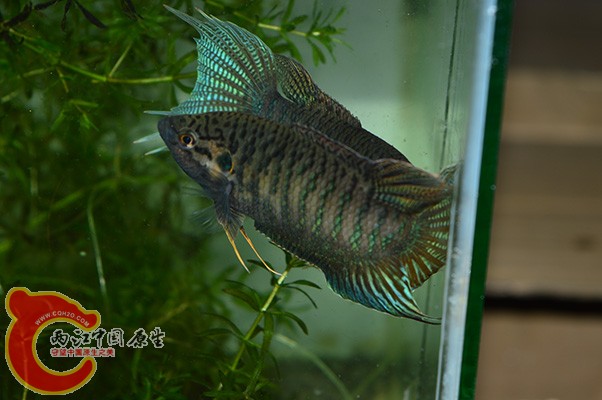 DSC_0087 副本.jpg