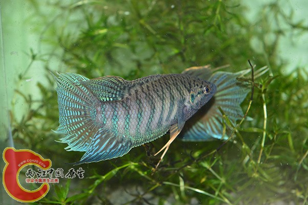 DSC_0089 副本.jpg