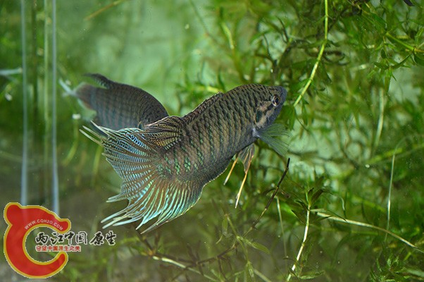 DSC_0090 副本.jpg