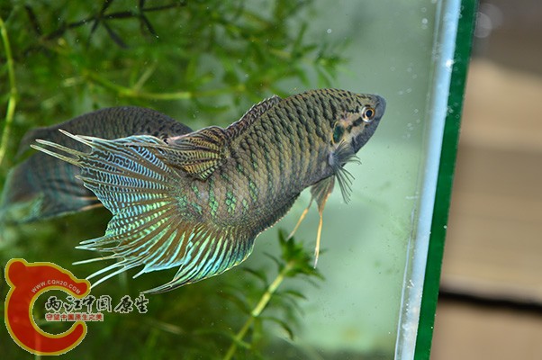 DSC_0091 副本.jpg