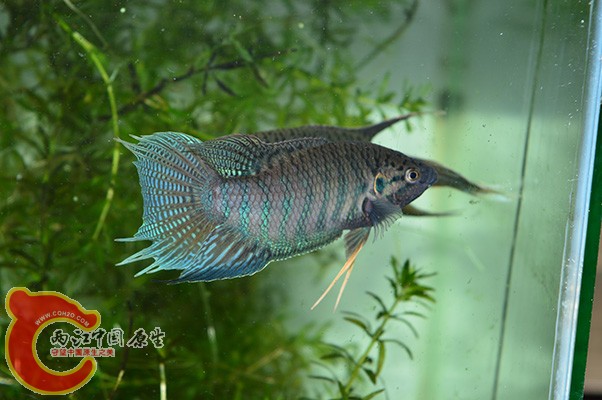 DSC_0095 副本.jpg