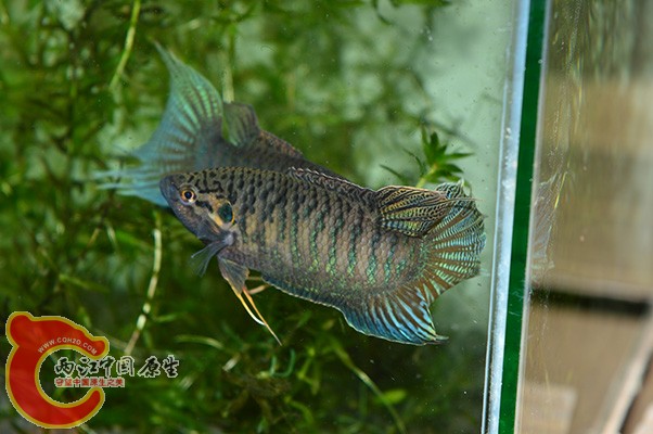DSC_0096 副本.jpg