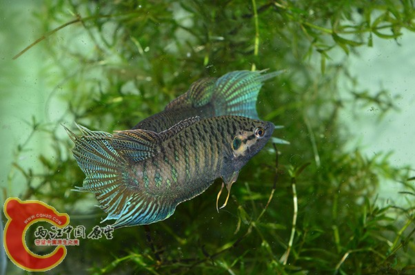 DSC_0098 副本.jpg