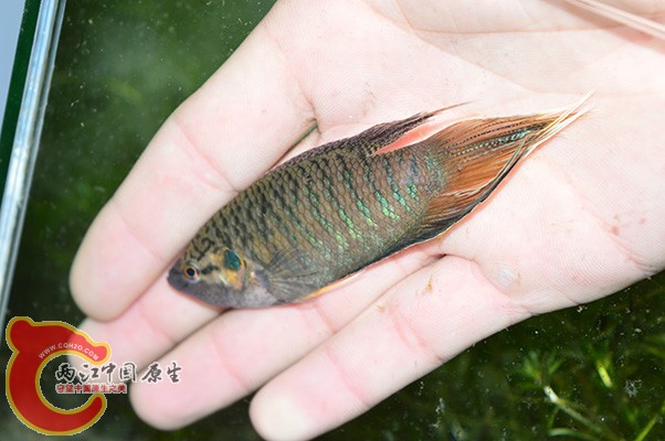 DSC_0100 副本.JPG