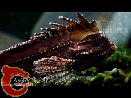 红鳍拟鳞鮋 Paracentropogon rubripinnis