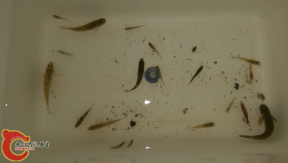採集完挑要飼養的魚其它的就放回去了
