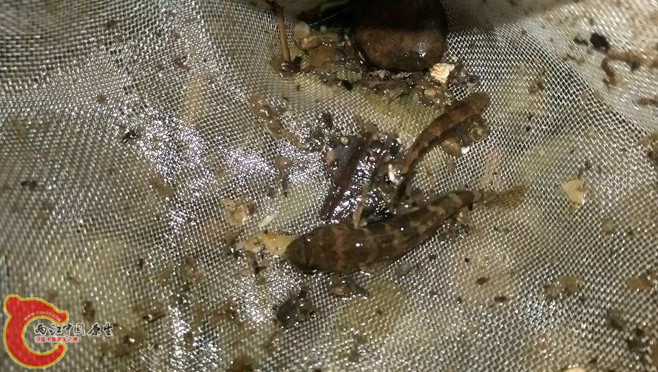 一網就兩隻塘鱧~難怪這條小溪沒魚了