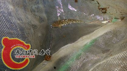 剛上網的眼斑厚唇鯊