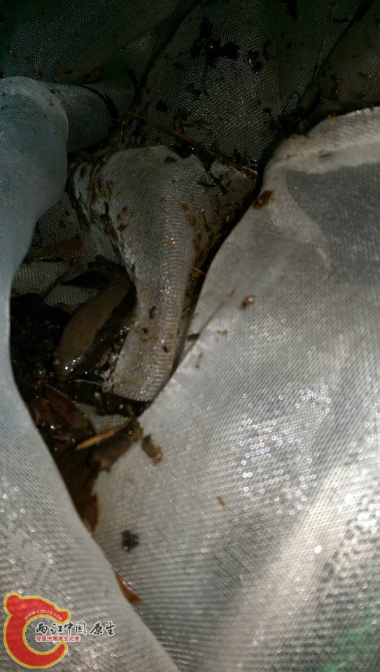 大塘鱧~家裡沒魚可以跟他混養所以拍完照就縱虎歸山