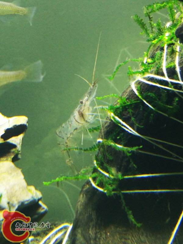虾米2