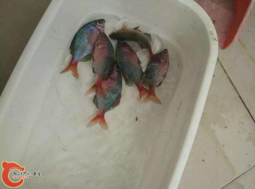 越南鱊