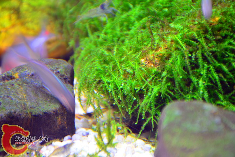 DSC_1646.JPG
