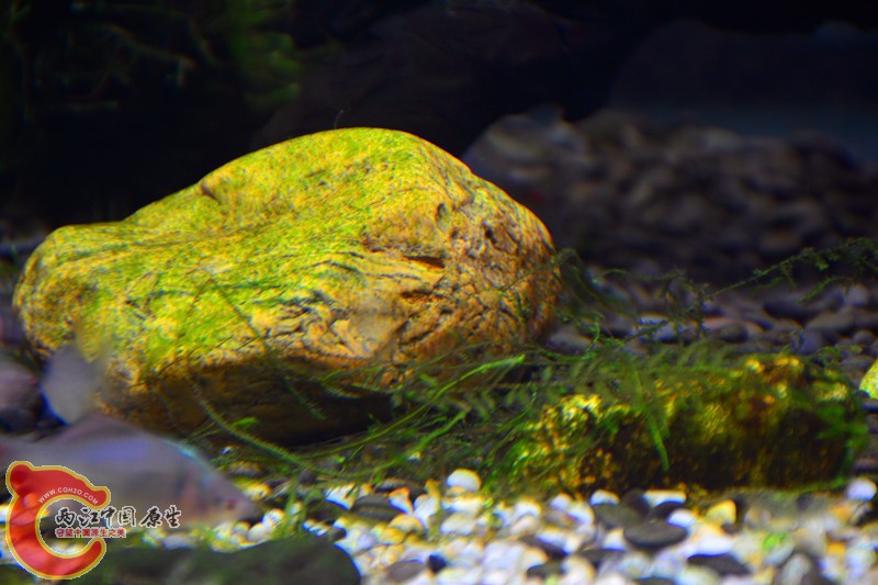 DSC_1649.JPG