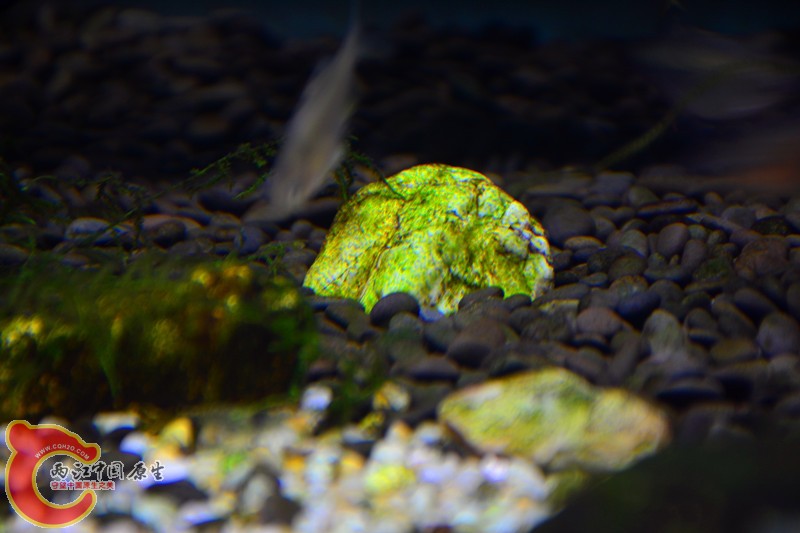 DSC_1650.JPG