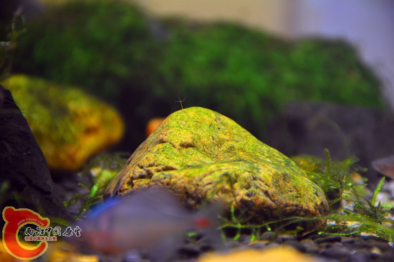 DSC_1655.JPG