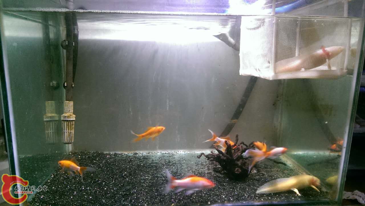 冷水鱼缸