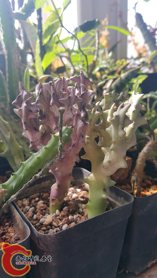 20160330_111457_副本.jpg