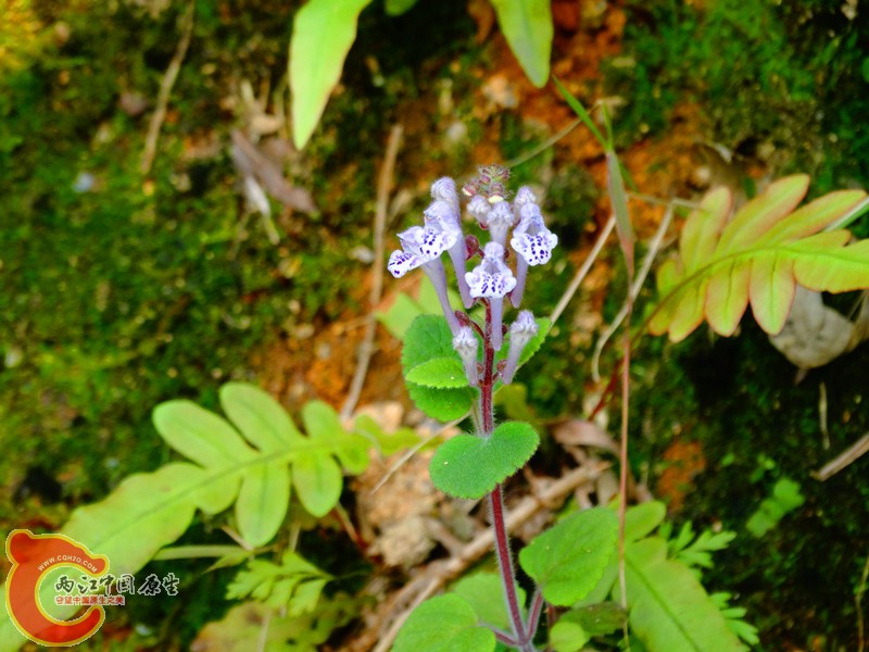 DSC02339.JPG