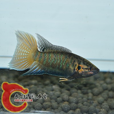 DSC_0276 - 副本.jpg