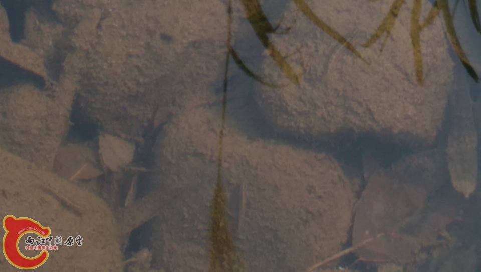 走了一個多小時才發現枝牙幼魚