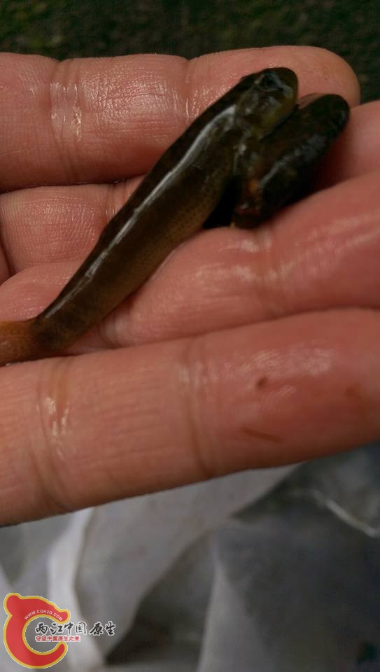 禿頭鯊往往是指標性的生物