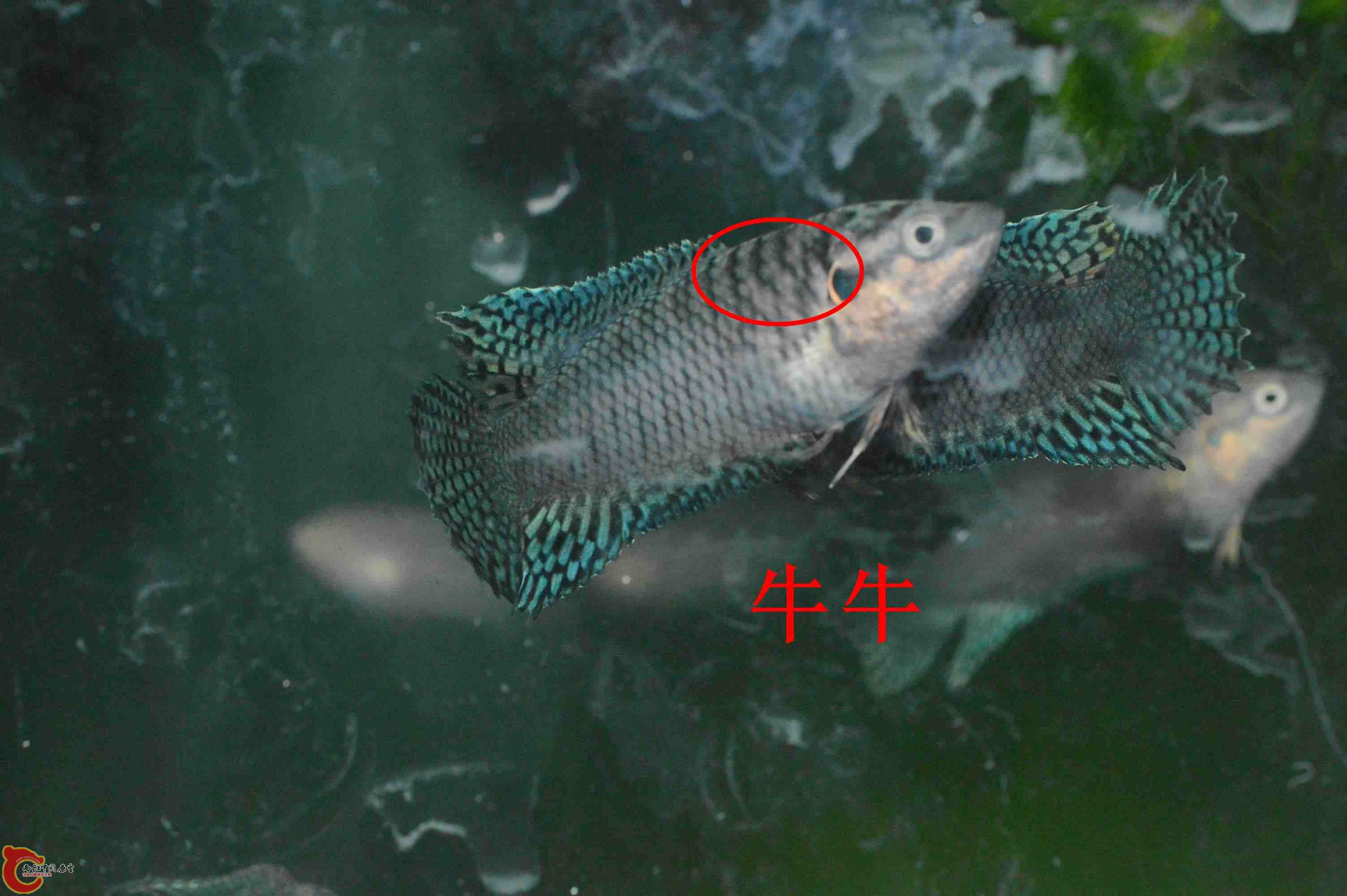 DSC_0006_副本.jpg DSC_0006_副本.jpg