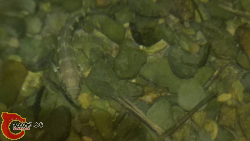 整條溪的下游不知道有幾百隻各種的塘鱧